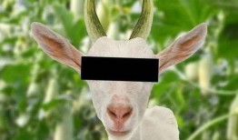 娱乐圈吃瓜羊了个羊,揭秘明星们的“羊群效应”