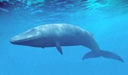 娱乐爆料鲸鱼视频大全,揭秘明星幕后趣事