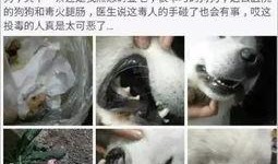 紫狗内鬼爆料视频,视频揭露惊人内幕